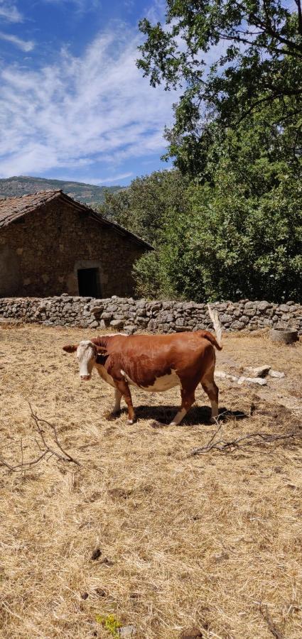 Hotel Ribera Del Corneja Navacepedilla de Corneja 외부 사진